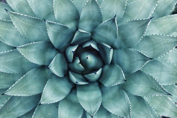 De kracht van - Aloe Vera in huidverzorging