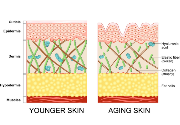 Hyaluronzuur & anti aging - Fabels & feiten