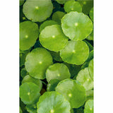 Khadi Color Care Haarolie - Centella ingredient