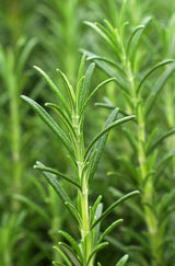 Khadi Vitality Grow Ayurvedische hoofdhuid- en haarolie