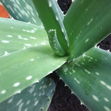 Werfzeep biologische Kruidenzeep - Aloe Vera