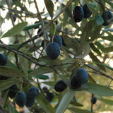 Werfzeep biologische Lavendelzeep - Olijven uit Puglia