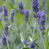 Werfzeep biologische Lavendelzeep - Lavendel