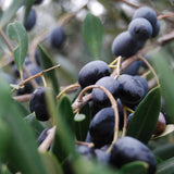 Werfzeep biologische Olijfzeep - Puglia olijven