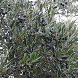 Werfzeep biologische Olijfzeep - Puglia olijven