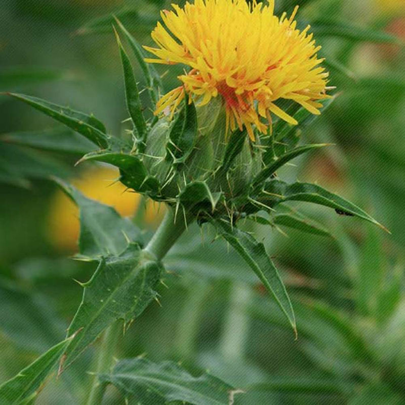 Werfzeep biologische Vetiver zeep - Saffloer